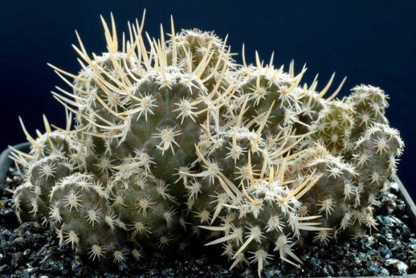 Pterocactus_australis